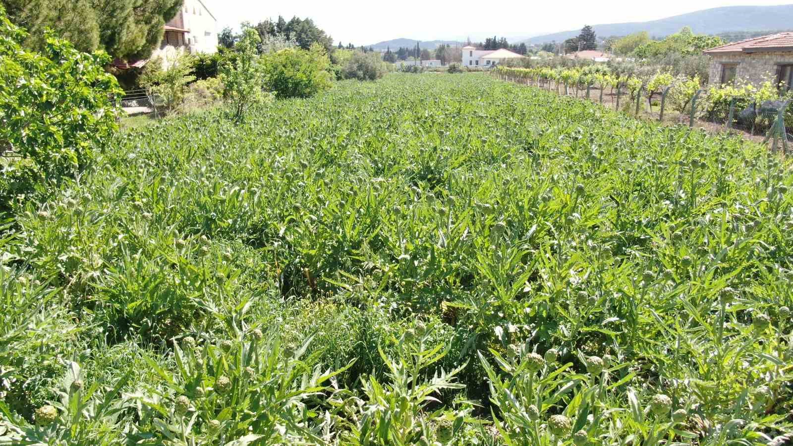 Urla’da sakız enginarının hasat mesaisi sürüyor 11 urlada sakiz enginarinin hasat mesaisi suruyor 7