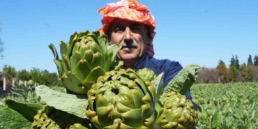 urlada-sakiz-enginarinin-hasat-mesaisi-suruyor-JKtMRwhP.jpg