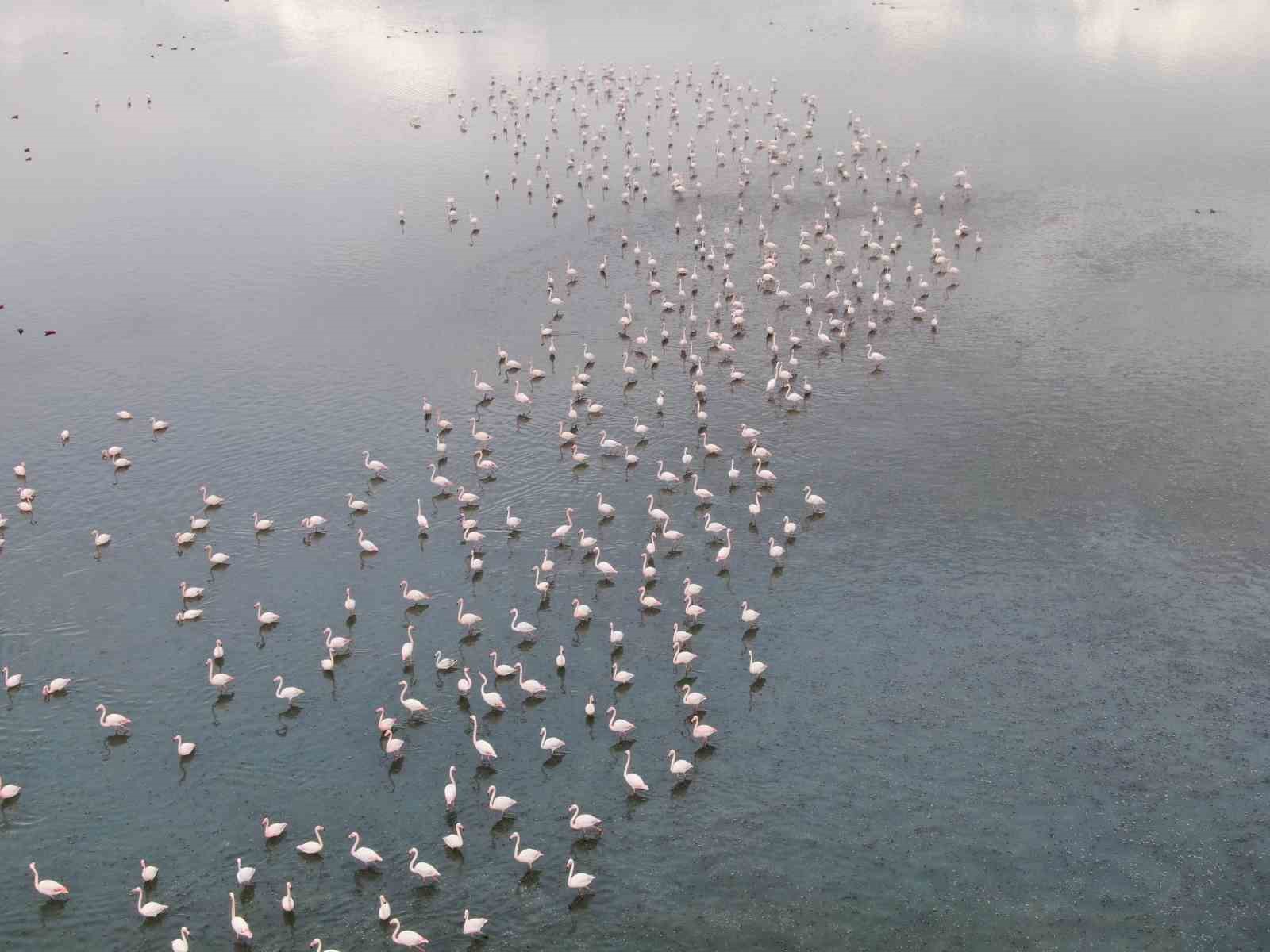 urmiye golu kuruyunca flamingolar vana akin etti 1 WLa8zl4w