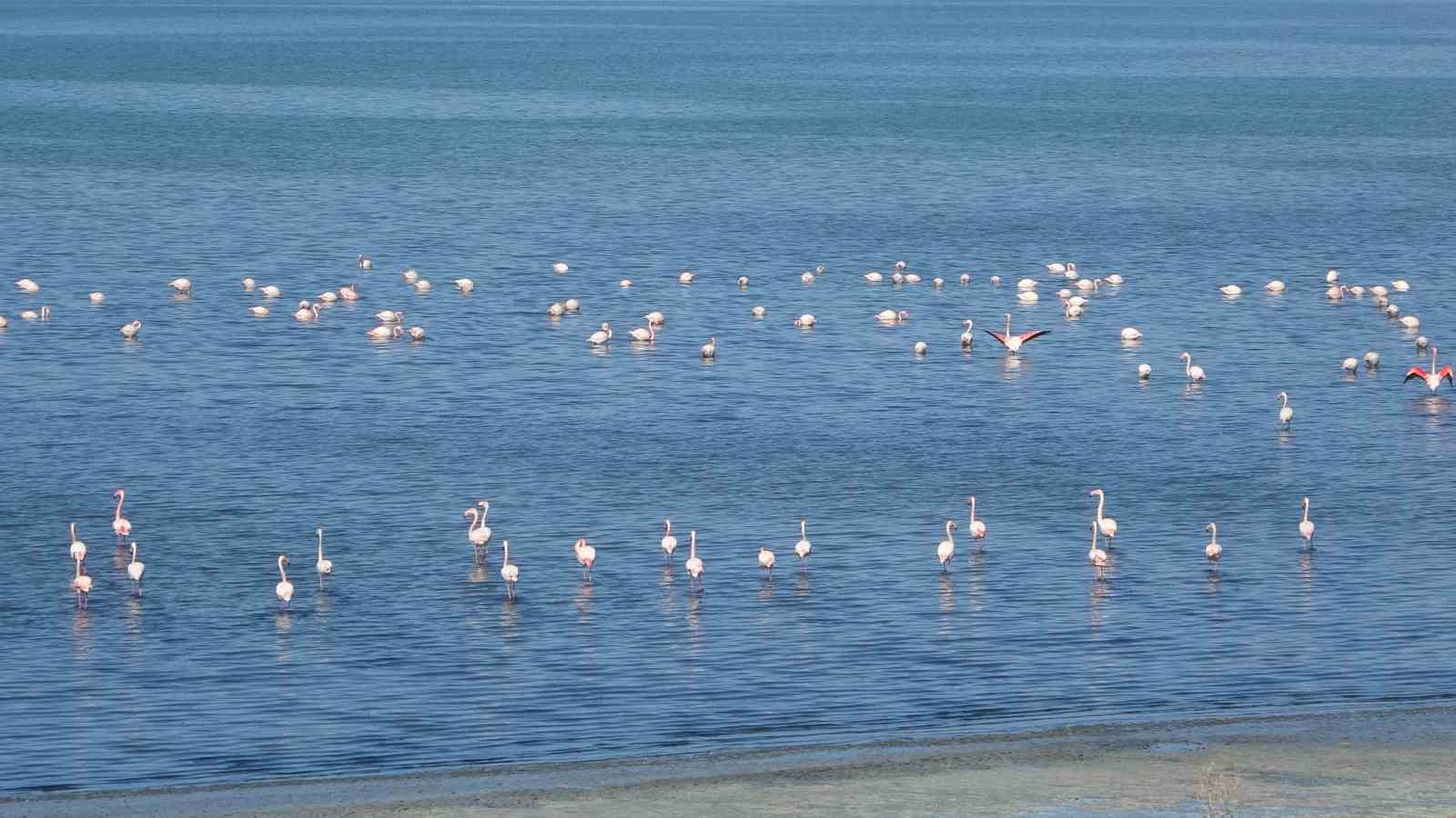 urmiye golu kuruyunca flamingolar vana akin etti 10 OJ7M9GZO