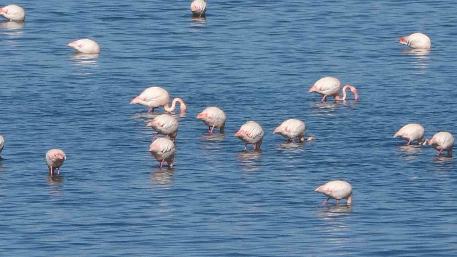 urmiye golu kuruyunca flamingolar vana akin etti 11 FNl7TF39