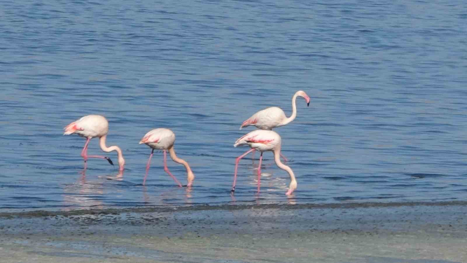 urmiye golu kuruyunca flamingolar vana akin etti 12 ZvGYFPEM
