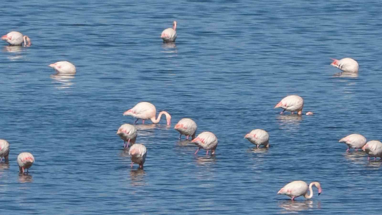 urmiye golu kuruyunca flamingolar vana akin etti 13 TiPnU5cP
