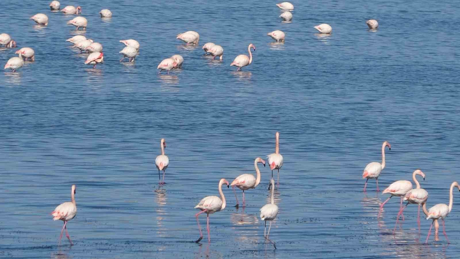 urmiye golu kuruyunca flamingolar vana akin etti 14