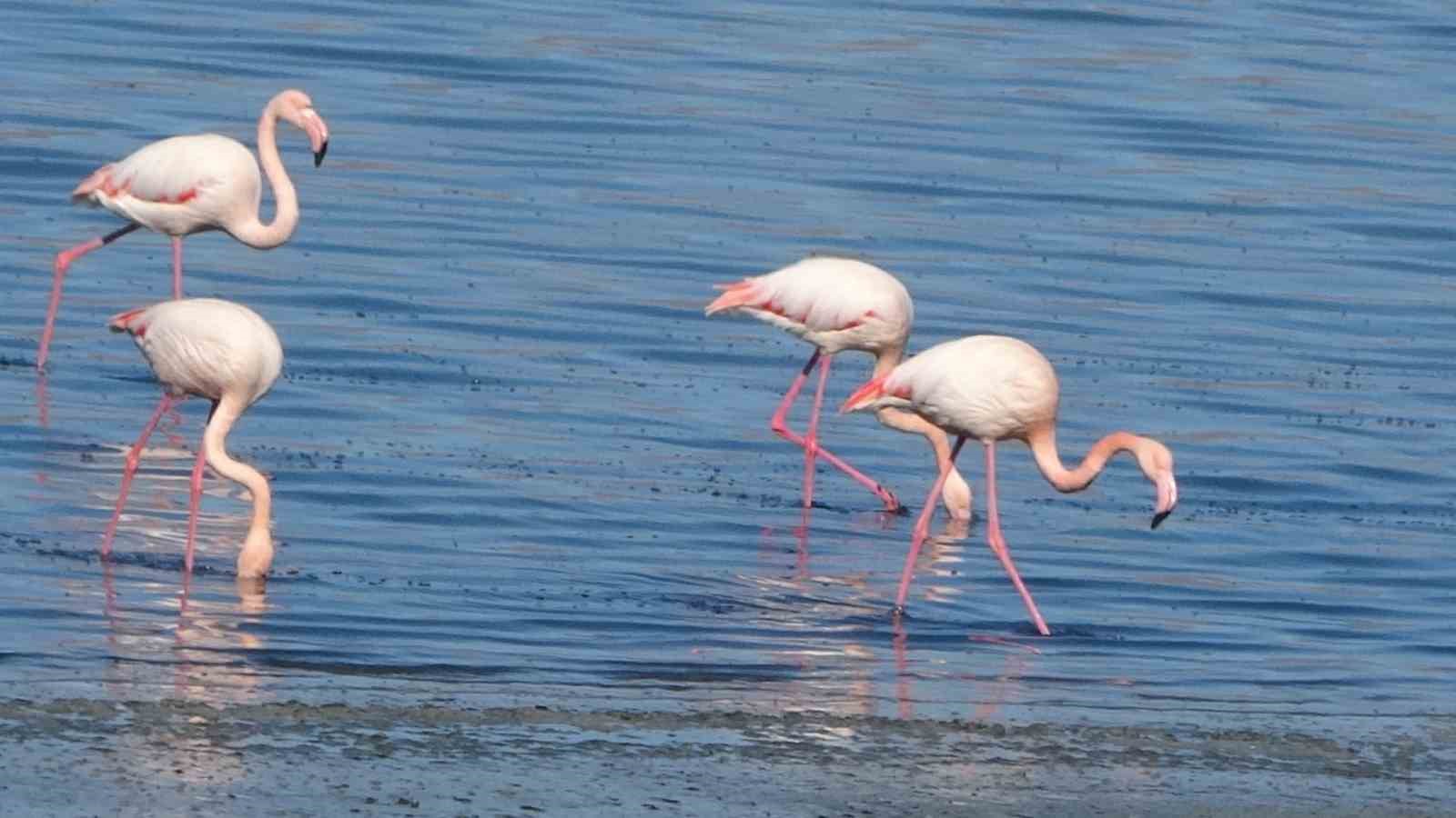 urmiye golu kuruyunca flamingolar vana akin etti 15