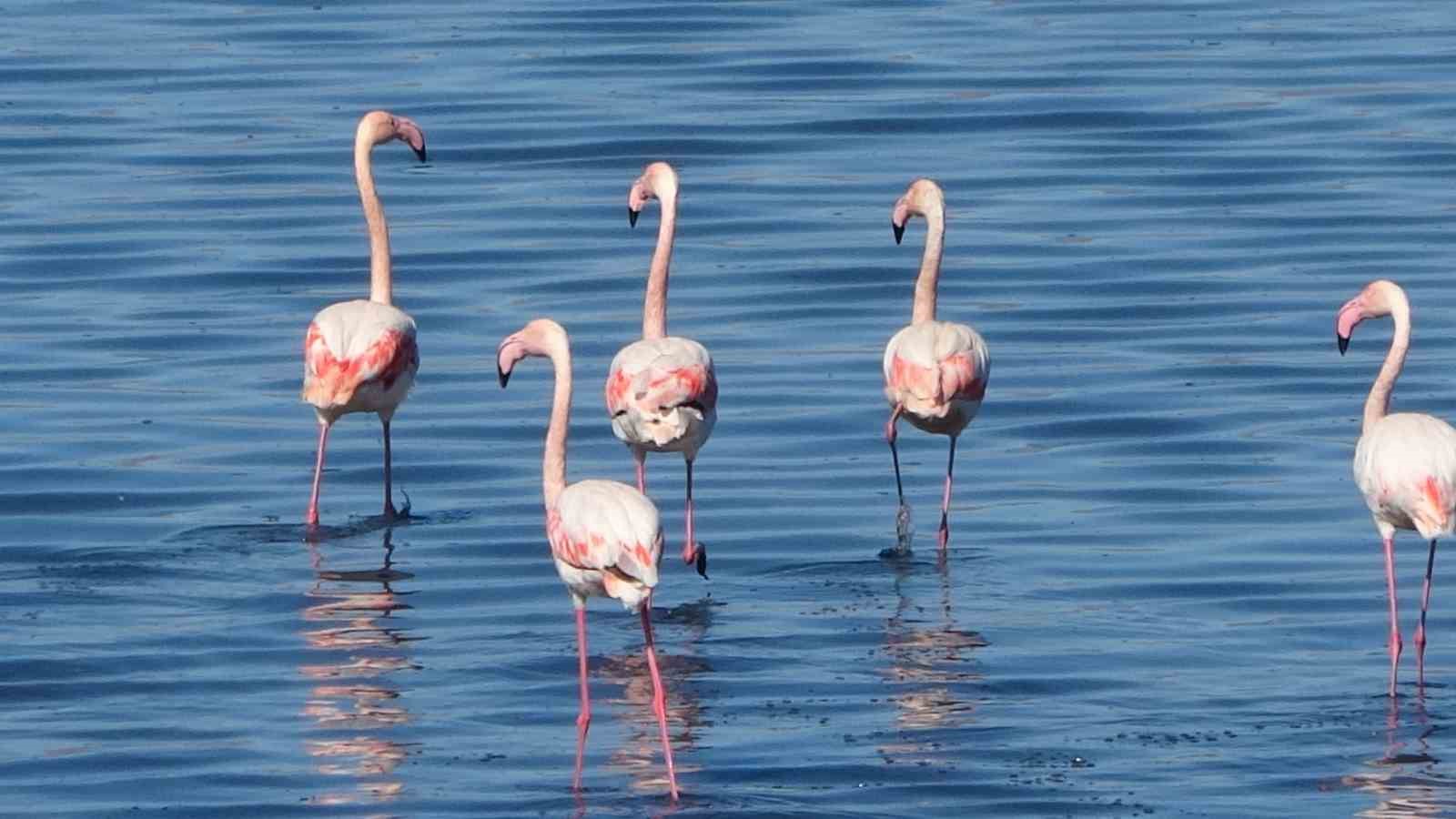 urmiye golu kuruyunca flamingolar vana akin etti 2 lPdFcG6c