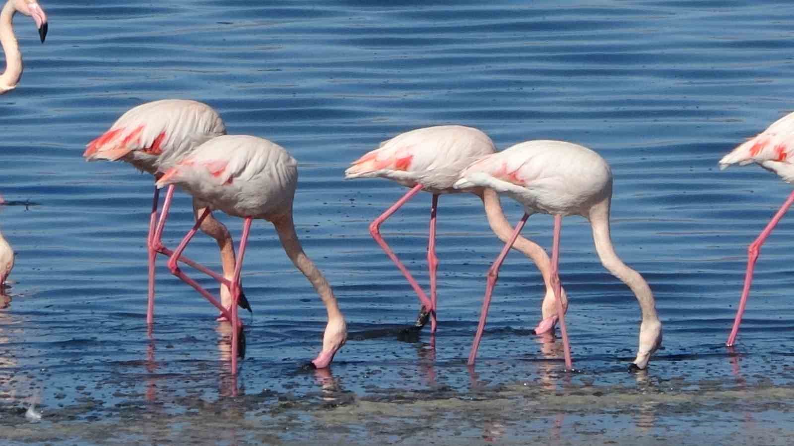 urmiye golu kuruyunca flamingolar vana akin etti 3