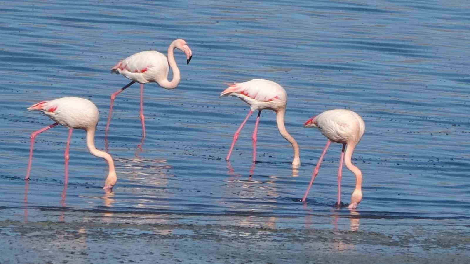 urmiye golu kuruyunca flamingolar vana akin etti 4 LhXyg74P
