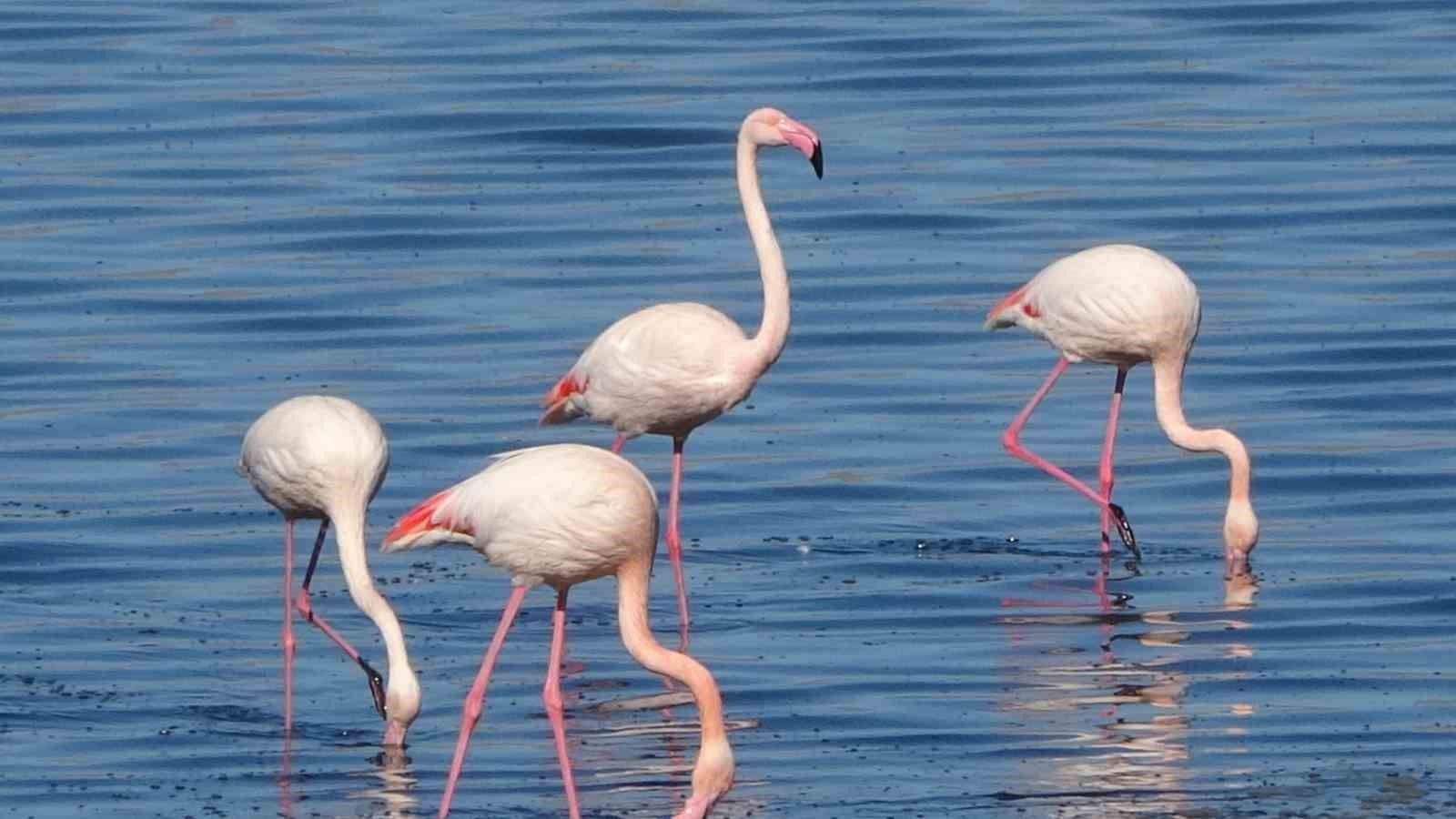 urmiye golu kuruyunca flamingolar vana akin etti 5 WeT4tjfd