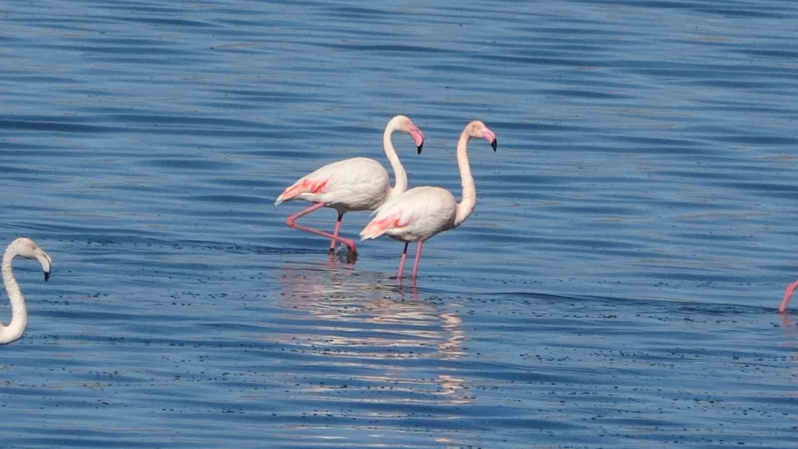 urmiye golu kuruyunca flamingolar vana akin etti 6 BFysUV7I