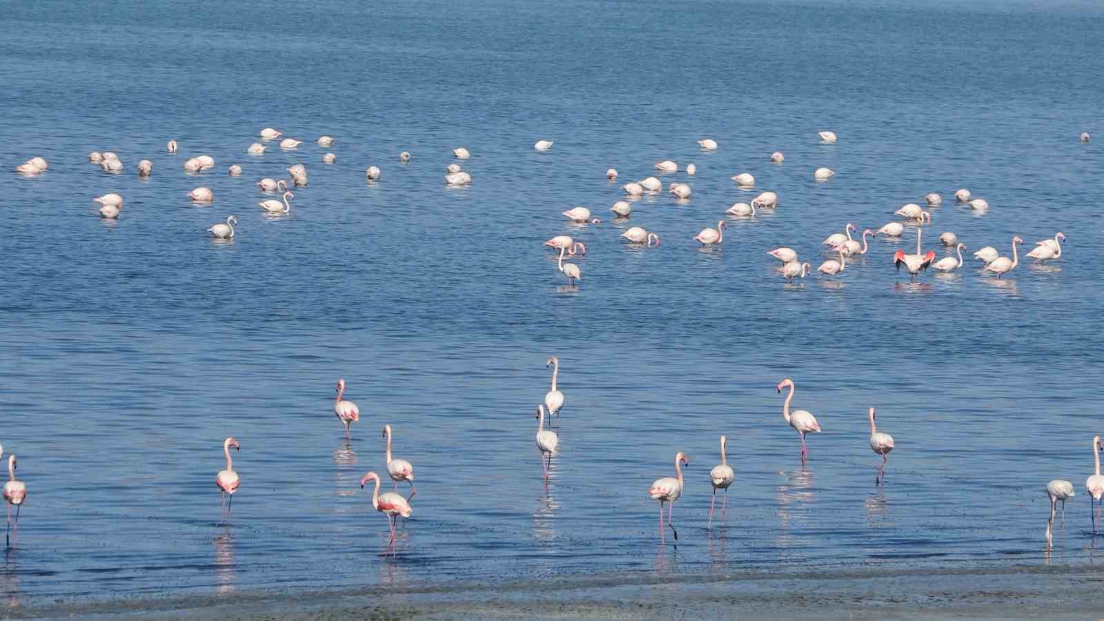 urmiye golu kuruyunca flamingolar vana akin etti 7 BY2NZazO