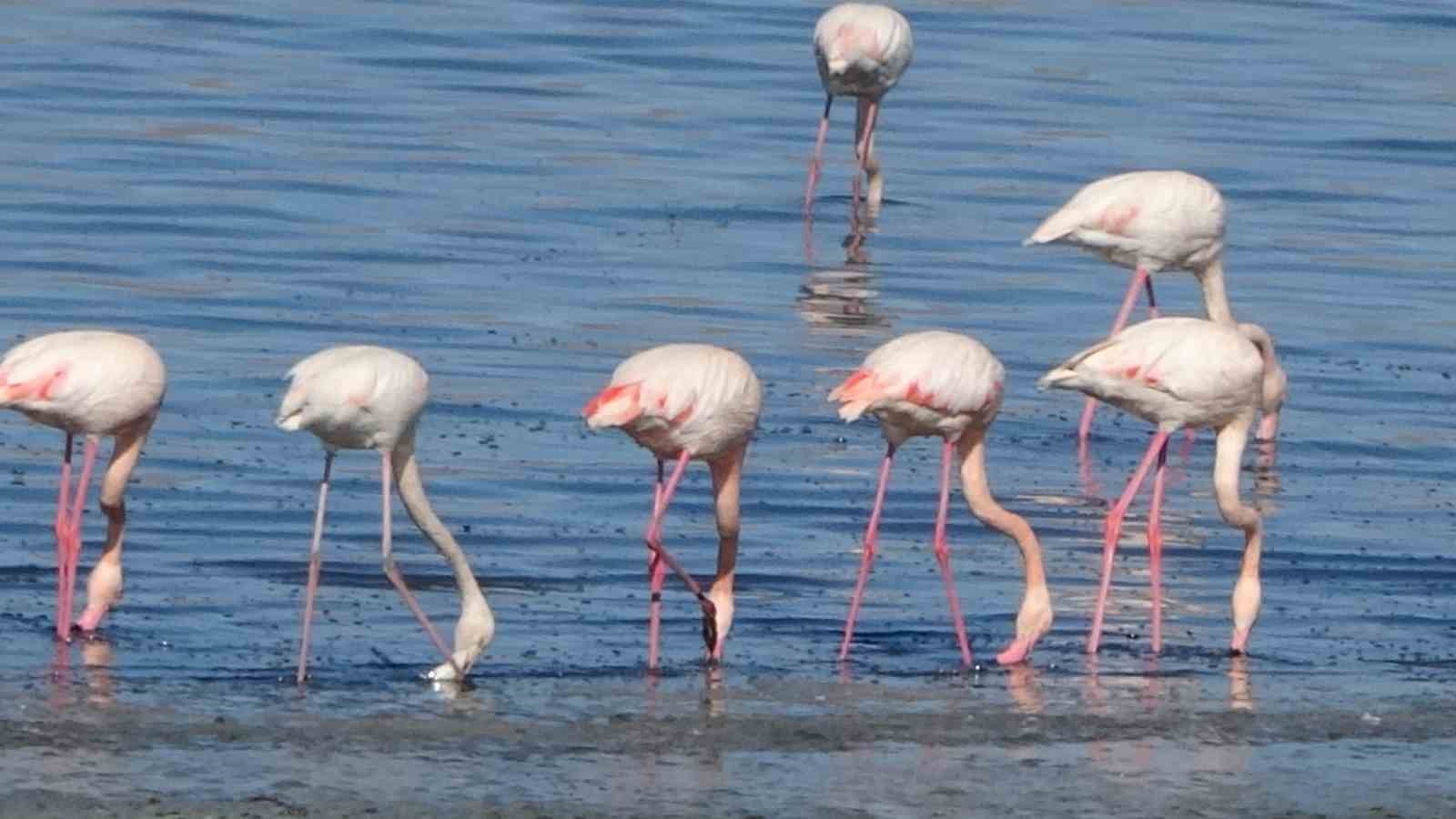 urmiye golu kuruyunca flamingolar vana akin etti 8 bfCGL1zs