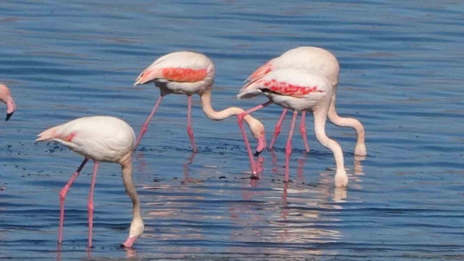 urmiye golu kuruyunca flamingolar vana akin etti 9 DVplLZdP