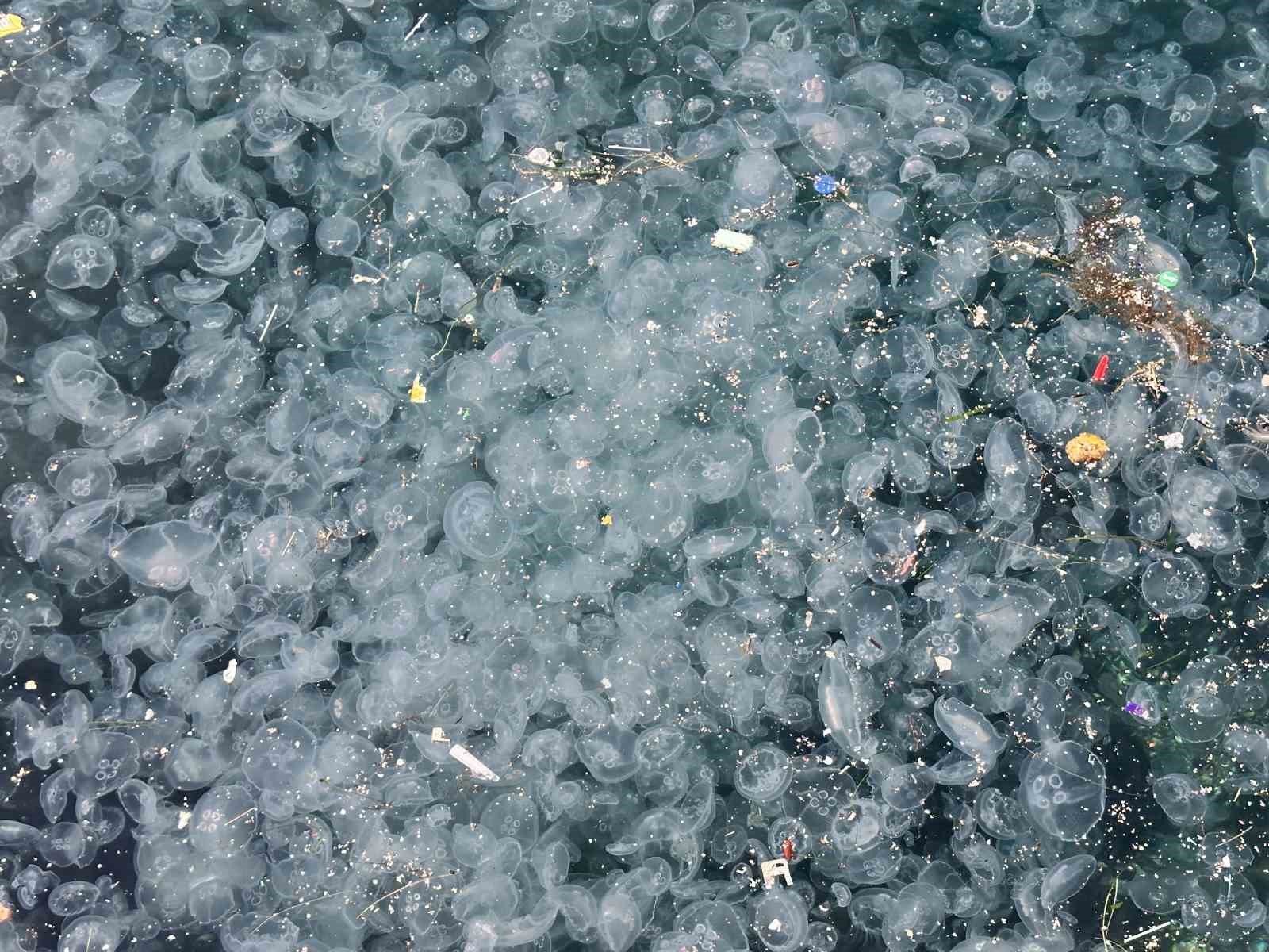 Üsküdar’da hayrete düşüren görüntü: Binlercesi kıyıya vurdu 11 uskudarda hayrete dusuren goruntu binlercesi kiyiya vurdu 7 3guueK7f