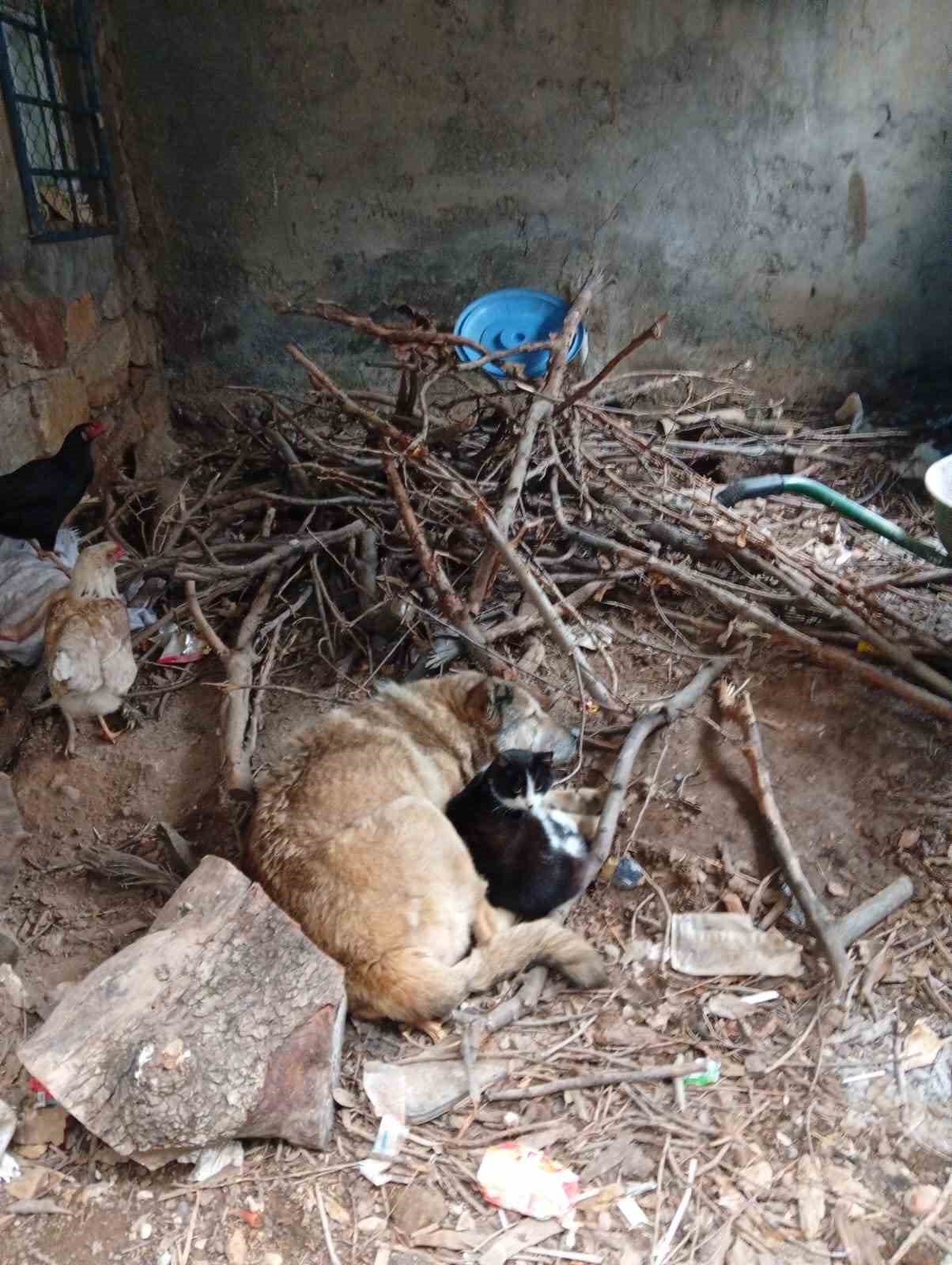 usuyen kedi ile kopek birbirine sigindi 1 J8VEzblC
