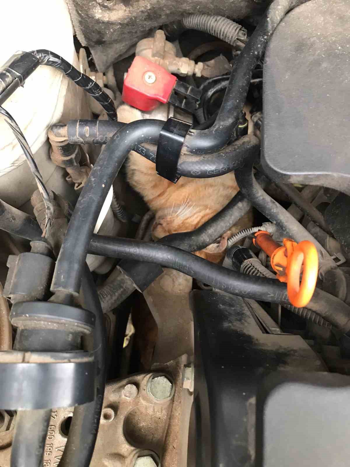usuyen kedi otomobilin motoruna girdi 1 CFpN1K3t
