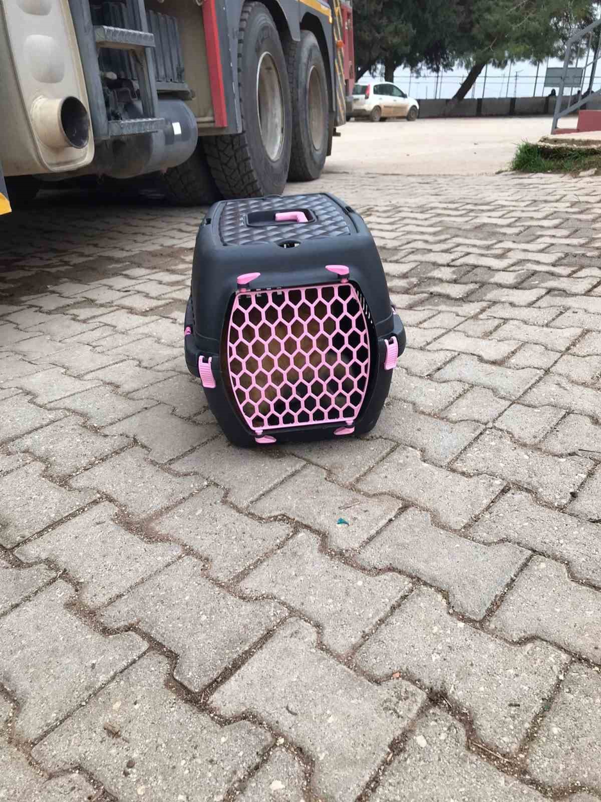 usuyen kedi otomobilin motoruna girdi 2 UXUJffla