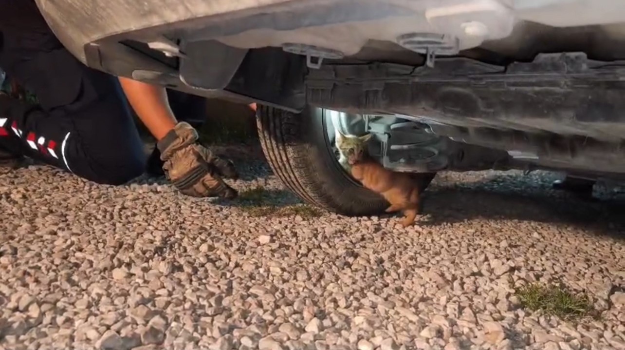 usuyerek aracin motoruna giren yavru kedi itfaiye ekiplerinin calismasiyla kendiliginden cikti 0 iXJ8ACiG