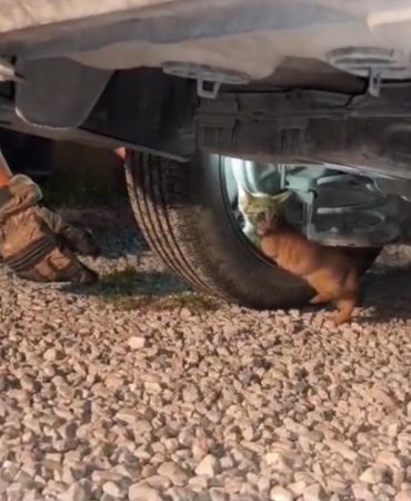 usuyerek-aracin-motoruna-giren-yavru-kedi-itfaiye-ekiplerinin-calismasiyla-kendiliginden-cikti-Y34YcaZd.jpg