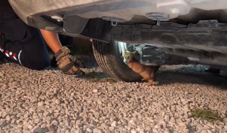 usuyerek-aracin-motoruna-giren-yavru-kedi-itfaiye-ekiplerinin-calismasiyla-kendiliginden-cikti-Y34YcaZd.jpg