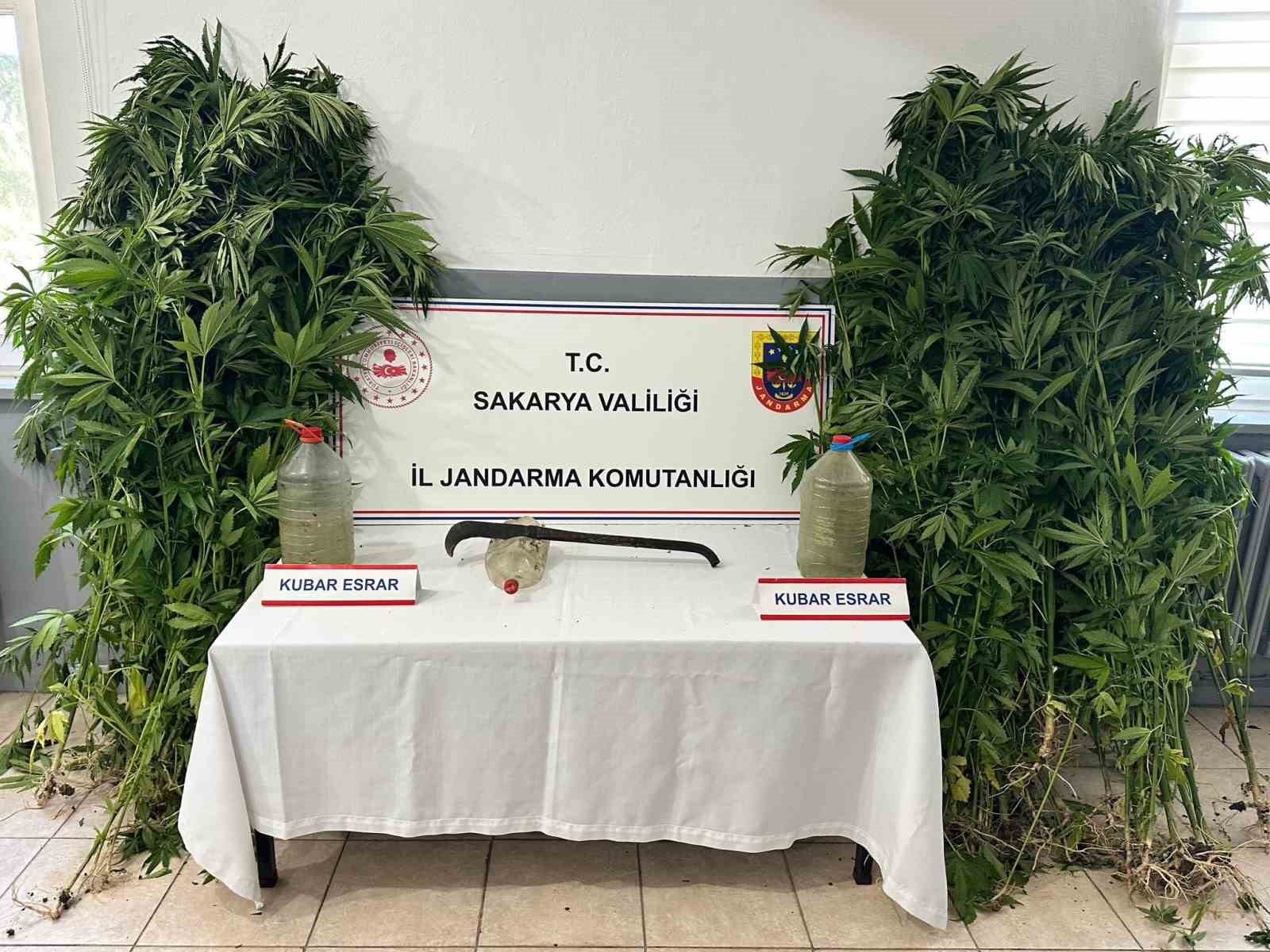 Uyuşturucu operasyonunda 212 kök kenevir ele geçirildi, 3 şüpheli tutuklandı 5 uyusturucu operasyonunda 212 kok kenevir ele gecirildi 3 supheli tutuklandi 1 U54tVdQc