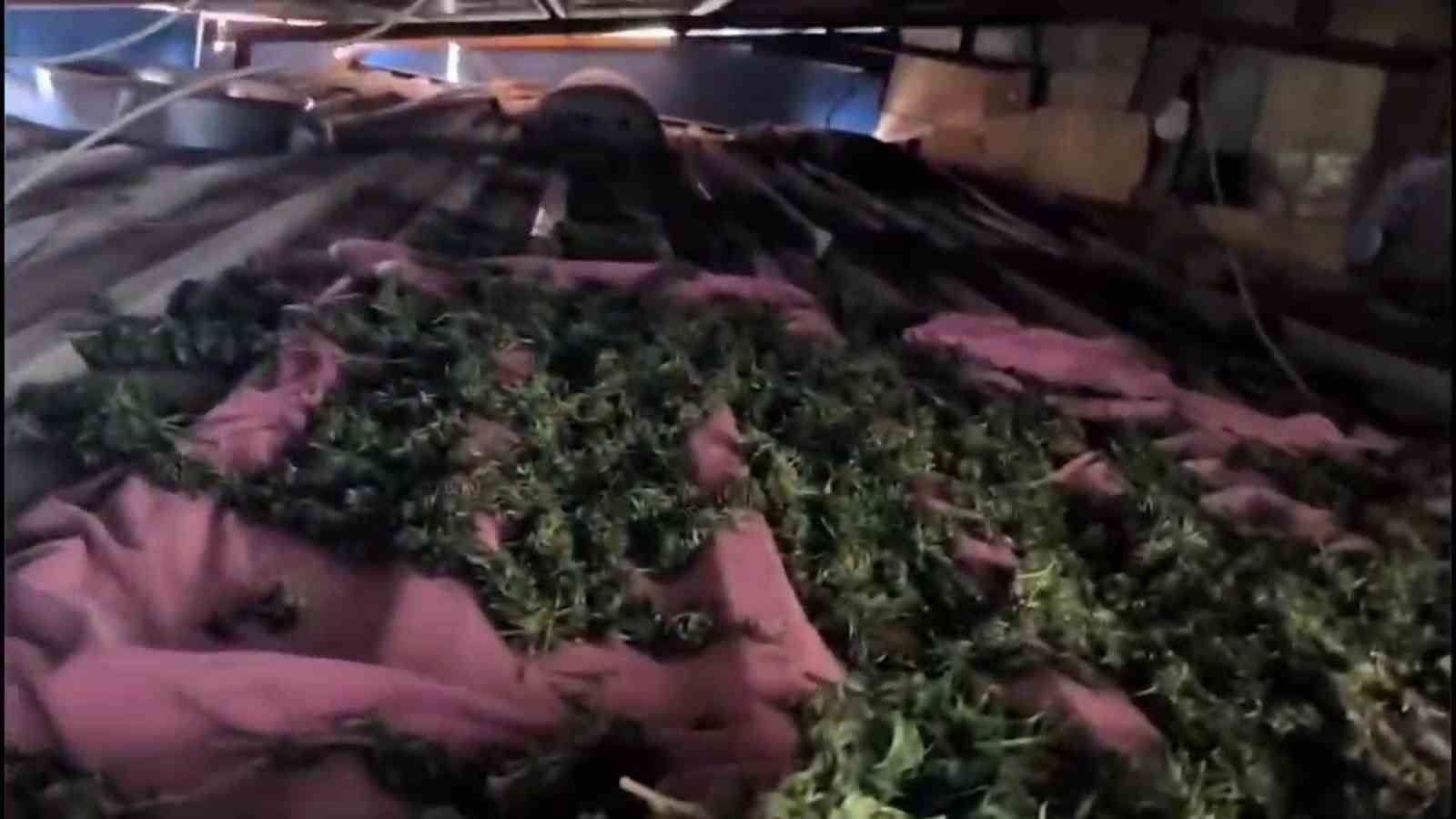 uyusturucu tarlasinda bin 876 kok kenevir ele gecirildi 3 tutuklama 2 FljIUBXR