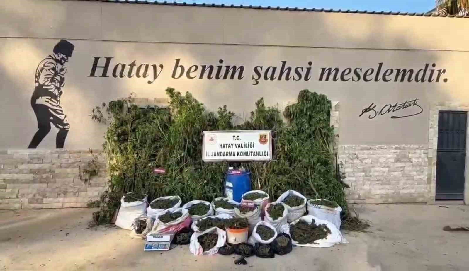 uyusturucu tarlasinda bin 876 kok kenevir ele gecirildi 3 tutuklama 3