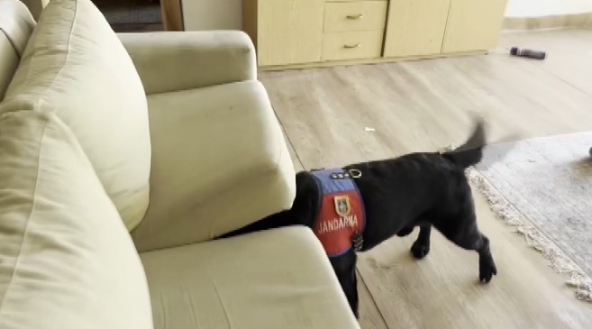 uyusturucudan gozaltina alinan ezel akayin kenevir tarlasina cevirdigi evinden sok goruntuler 3 rml3JIIu