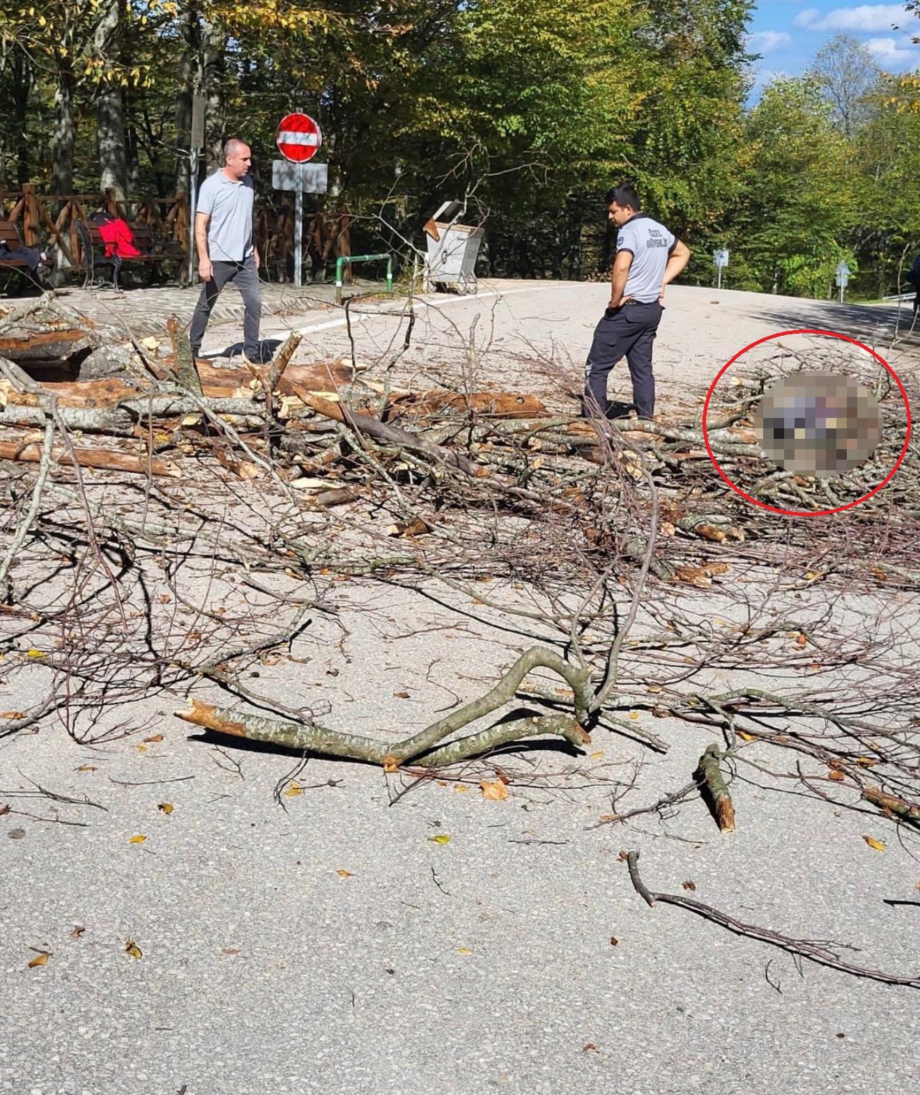 uzerine agac dusen belediye iscisi hayatini kaybetti 1 NOPhQ1na