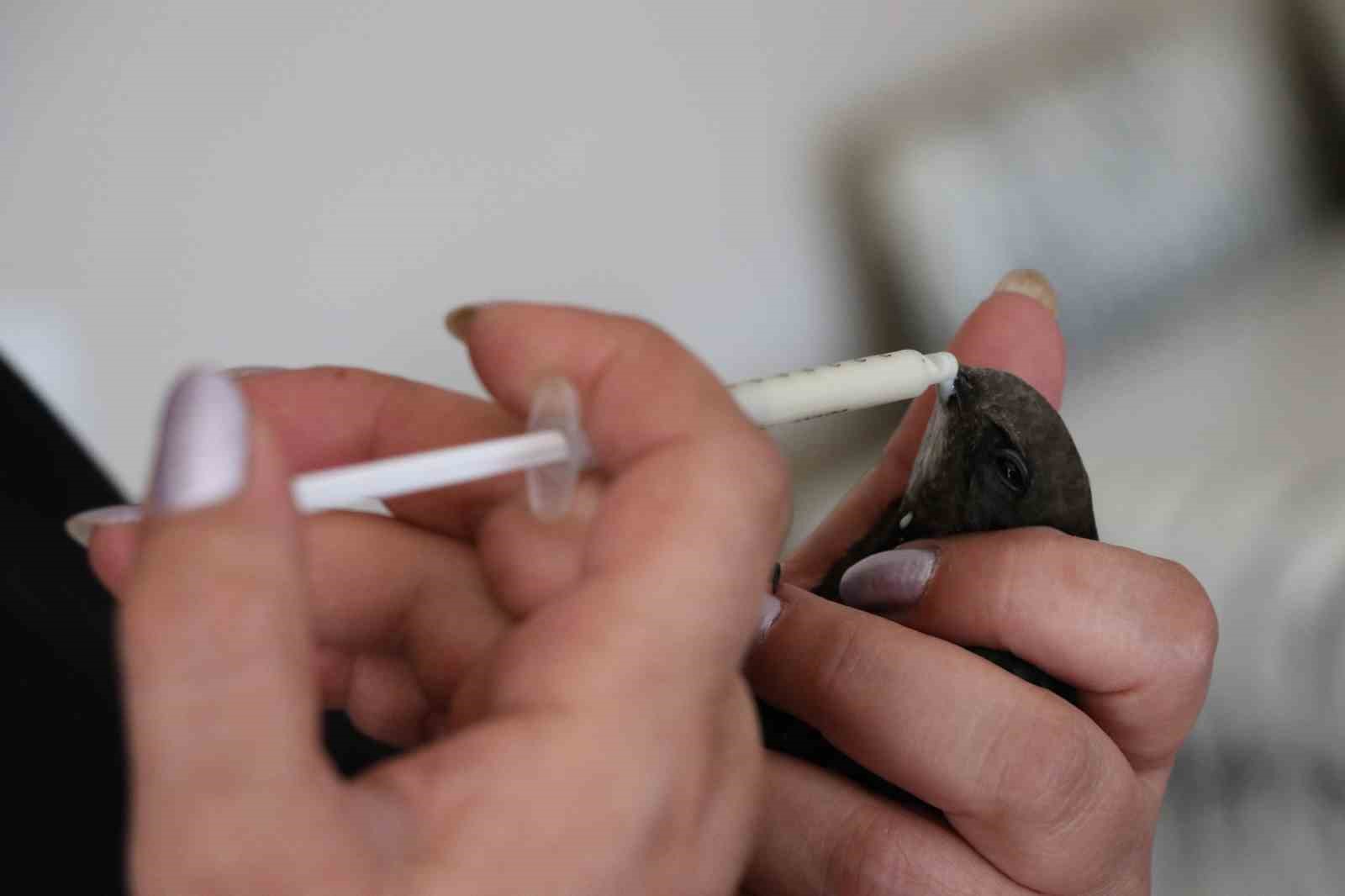 uzmani acikladi kafese konulan ebabil kuslari kendini oldurebiliyor 2 hXmyy2LF