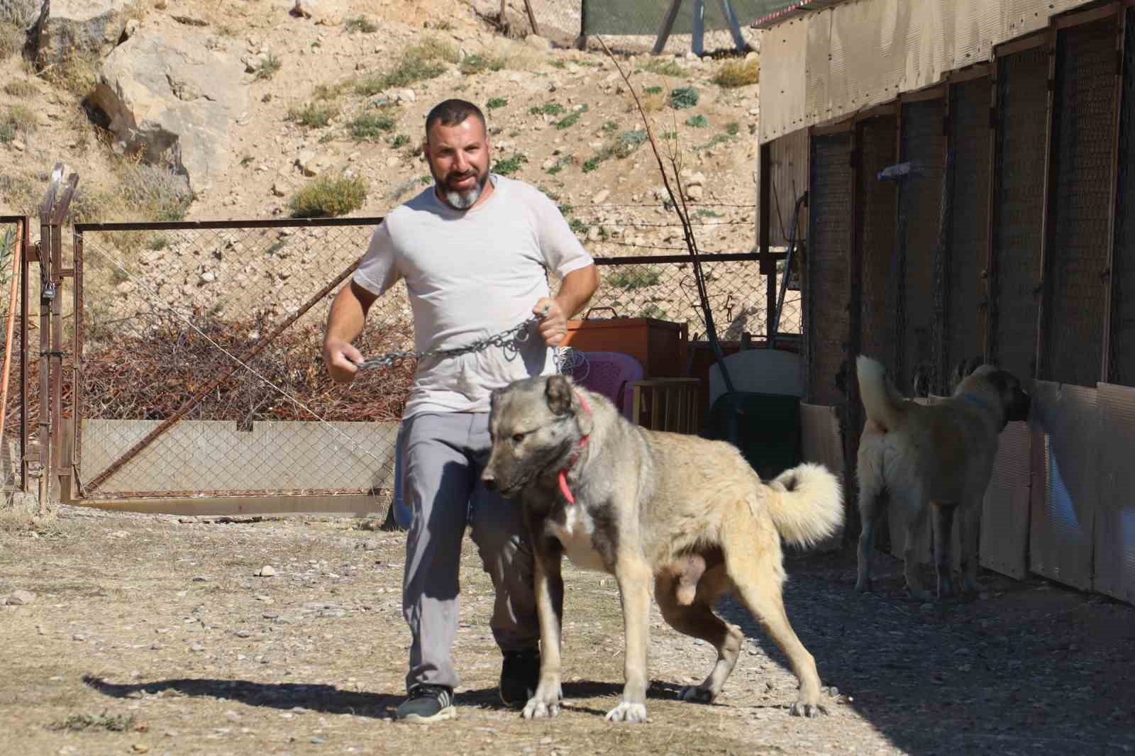 Uzmanı, sosyal medyada süren çoban kopeği yarışına noktayı koydu 7 uzmani sosyal medyada suren coban kopegi yarisina noktayi koydu 3 A64v9E5E