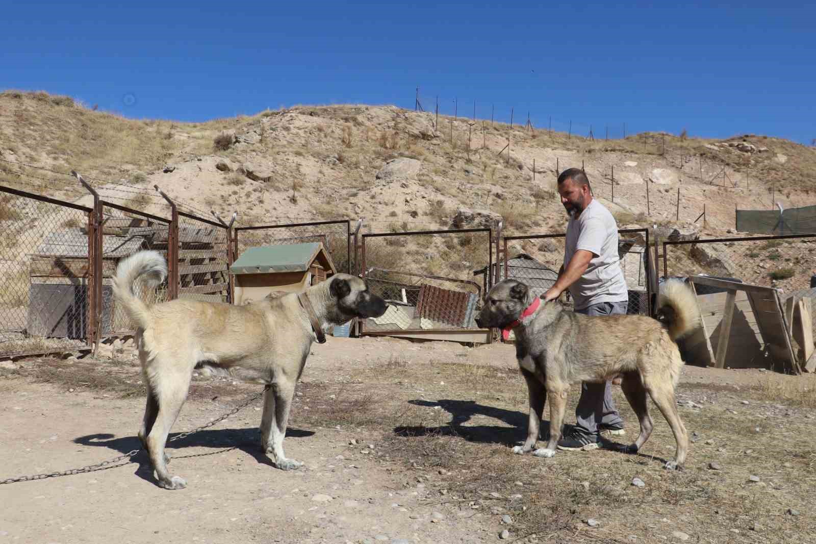 Uzmanı, sosyal medyada süren çoban kopeği yarışına noktayı koydu 8 uzmani sosyal medyada suren coban kopegi yarisina noktayi koydu 4 MphQbaR1
