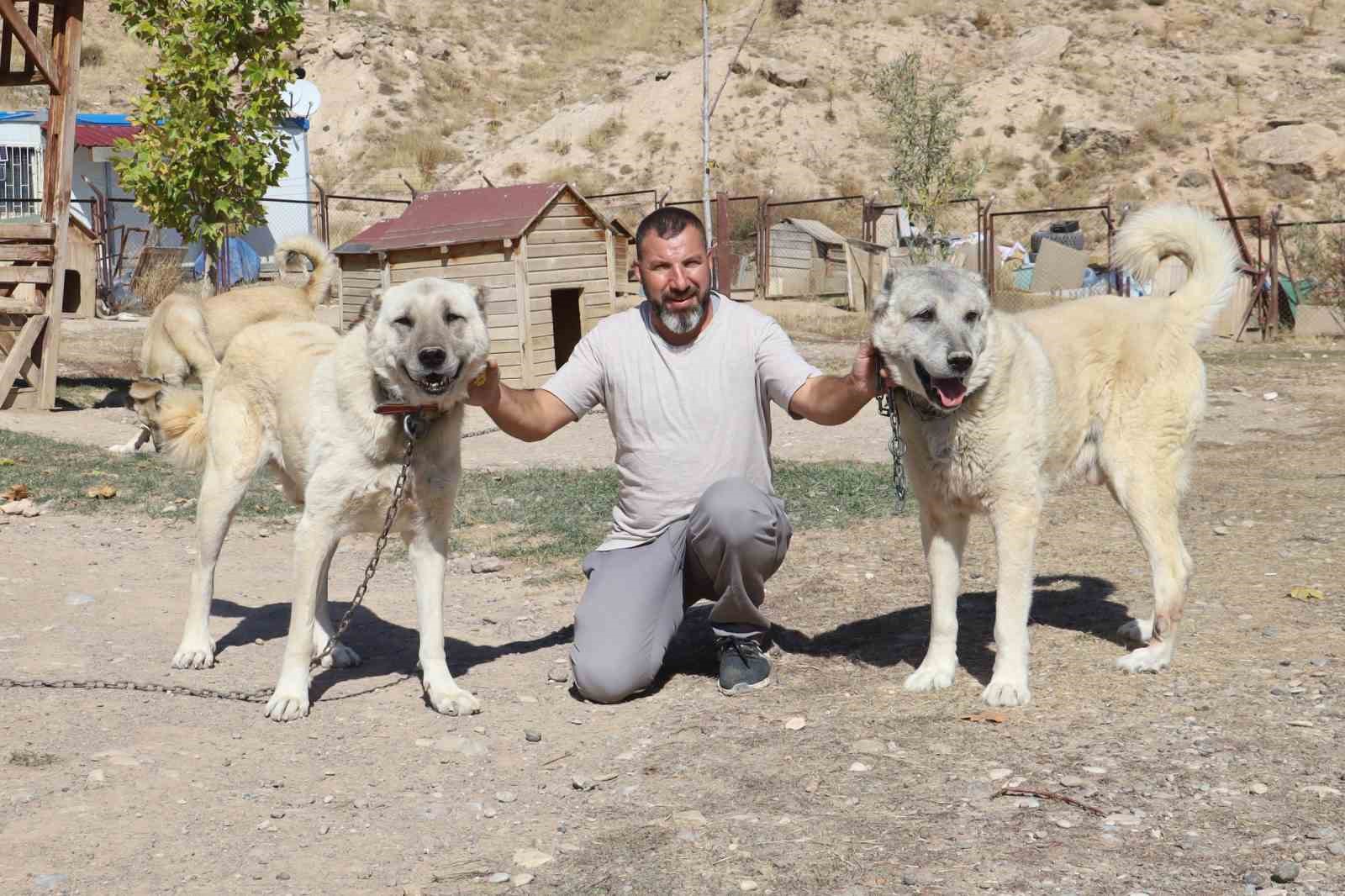 Uzmanı, sosyal medyada süren çoban kopeği yarışına noktayı koydu 9 uzmani sosyal medyada suren coban kopegi yarisina noktayi koydu 5 yCdSsquR
