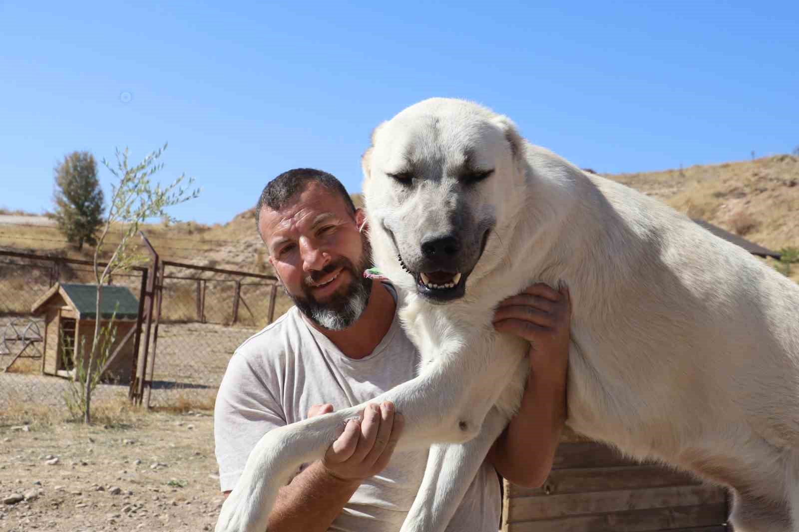 Uzmanı, sosyal medyada süren çoban kopeği yarışına noktayı koydu 10 uzmani sosyal medyada suren coban kopegi yarisina noktayi koydu 6