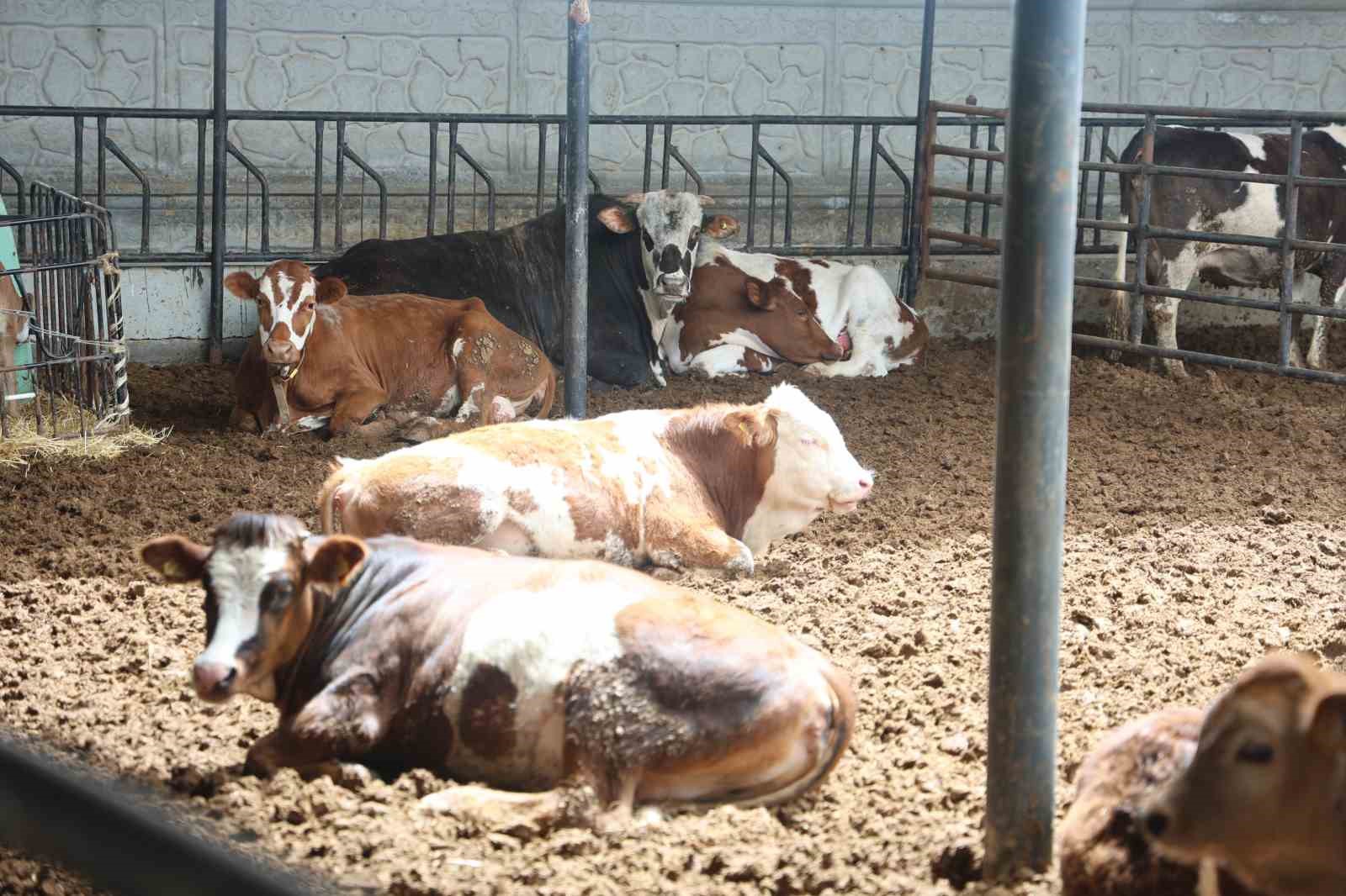 uzmani uyardi et dogru pisirme yontemi ile hazirlanmali ve c vitamini iceren gidalarla tuketilmeli MerkjXrm