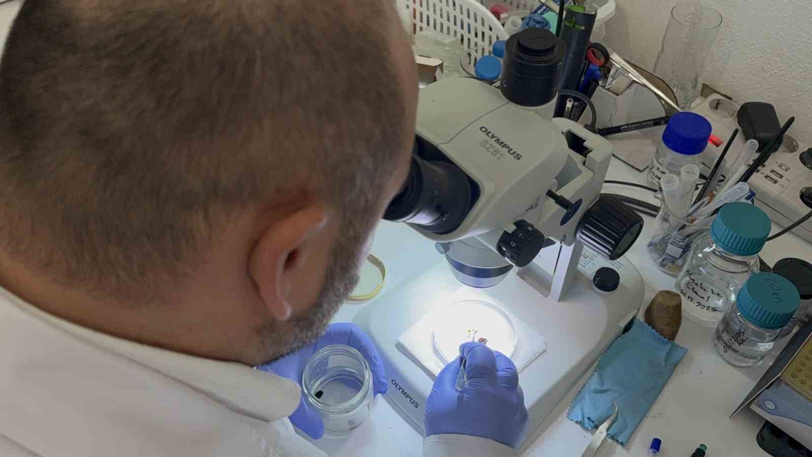uzmani uyardi kar ortusu keneleri yok etmiyor 4 hfVPtjWB