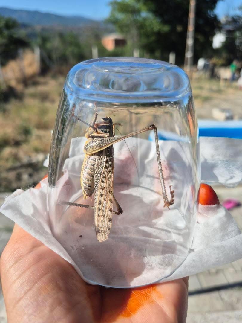 uzmanindan cekirge aciklamasi 1 ay icerisinde kaybolacaklardir 3 a3iehlHr