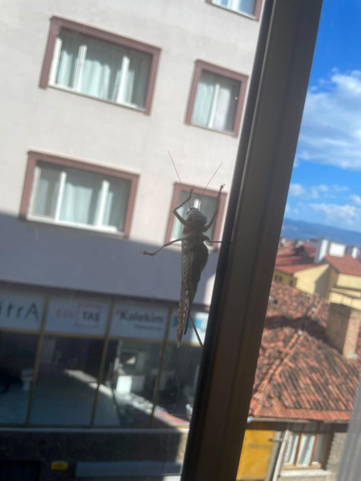 uzmanindan cekirge aciklamasi 1 ay icerisinde kaybolacaklardir 5