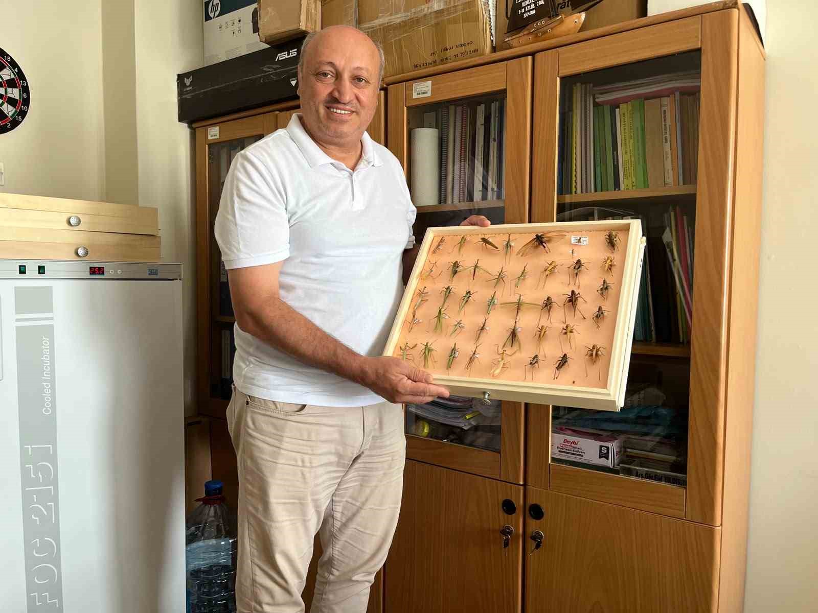 Uzmanından ’çekirge’ açıklaması: "Ülkemizde görülen durum bir salgın değil, mevsimsel bir durum" 4 uzmanindan cekirge aciklamasi ulkemizde gorulen durum bir salgin degil mevsimsel bir durum 0