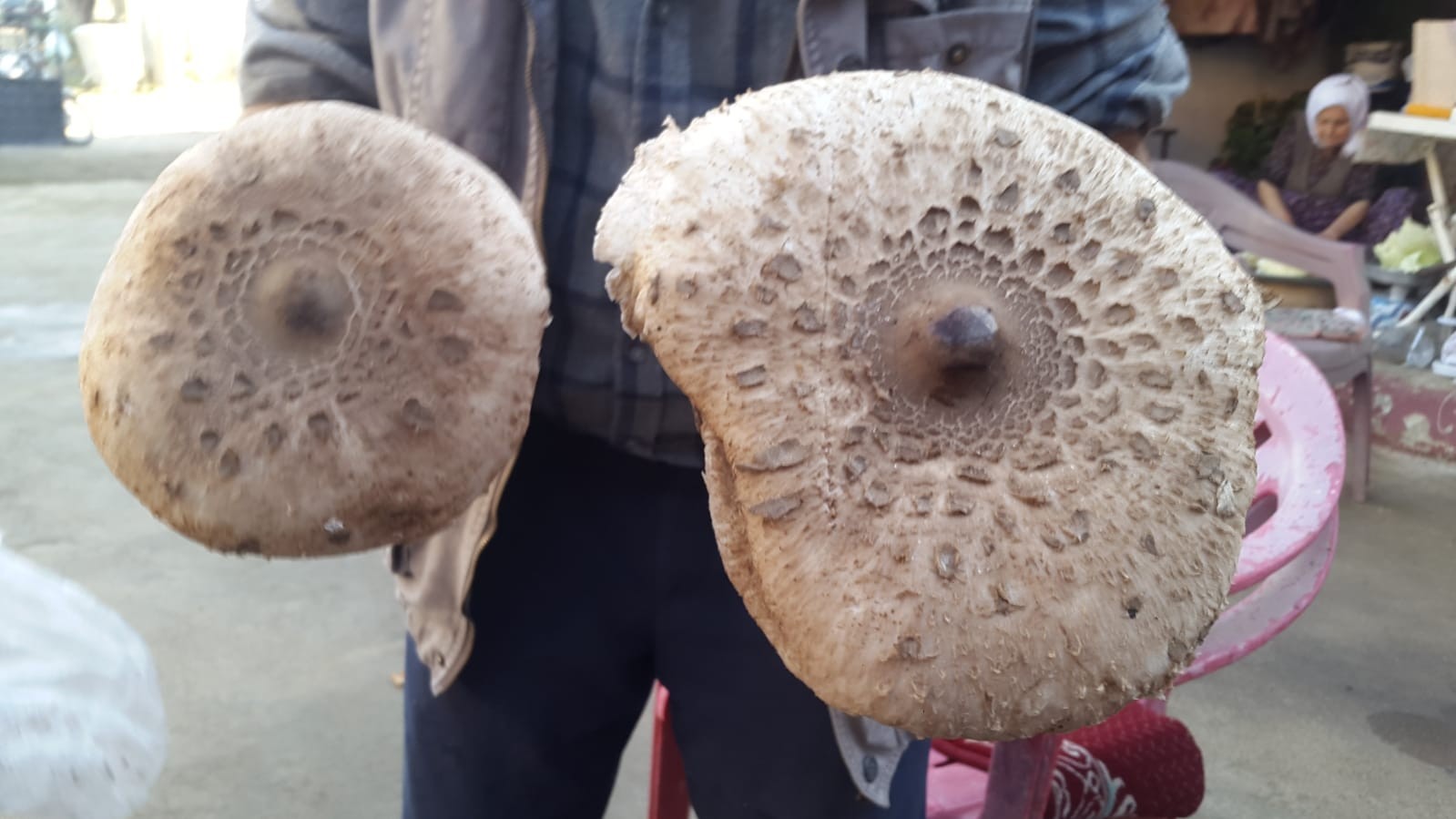 uzmanindan dogadaki mantarlarla ilgili uyari 1 hgkaWBOG