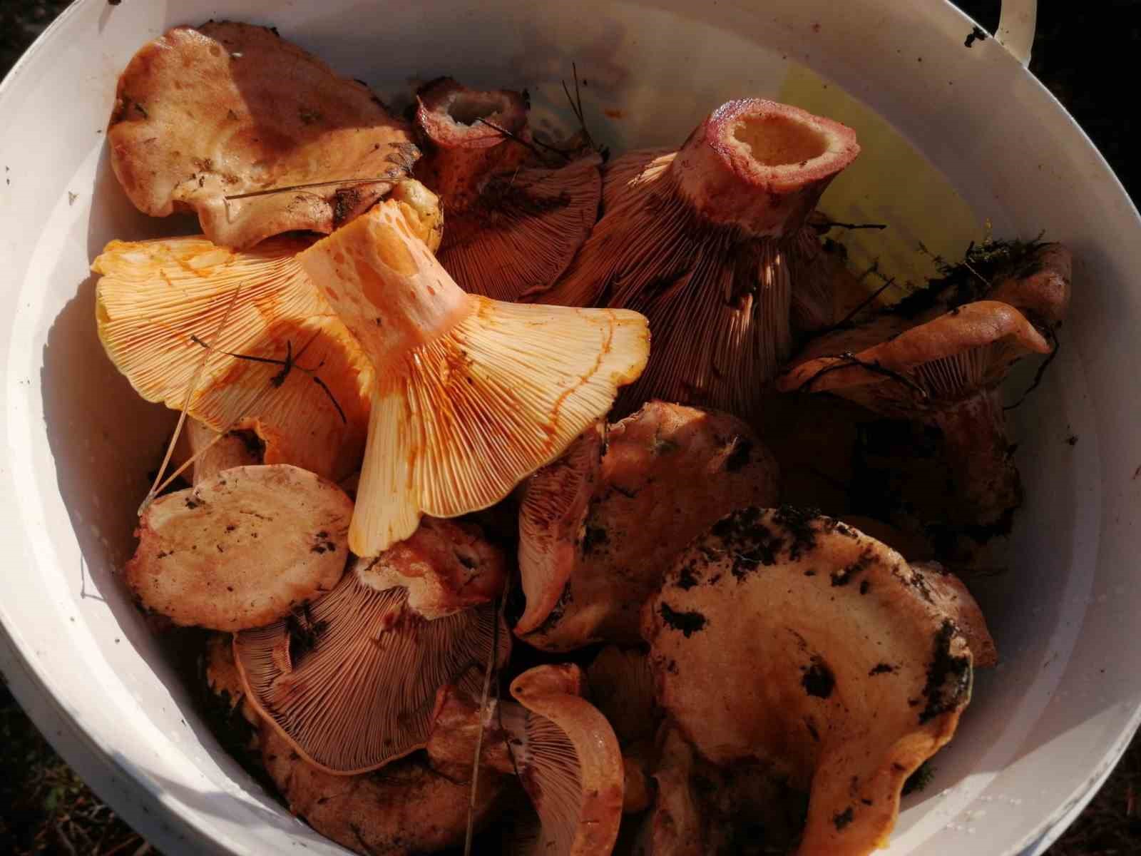uzmanindan dogadaki mantarlarla ilgili uyari 2 j81HMRtg