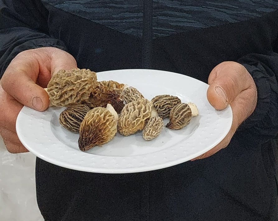uzmanindan dogadaki mantarlarla ilgili uyari 3