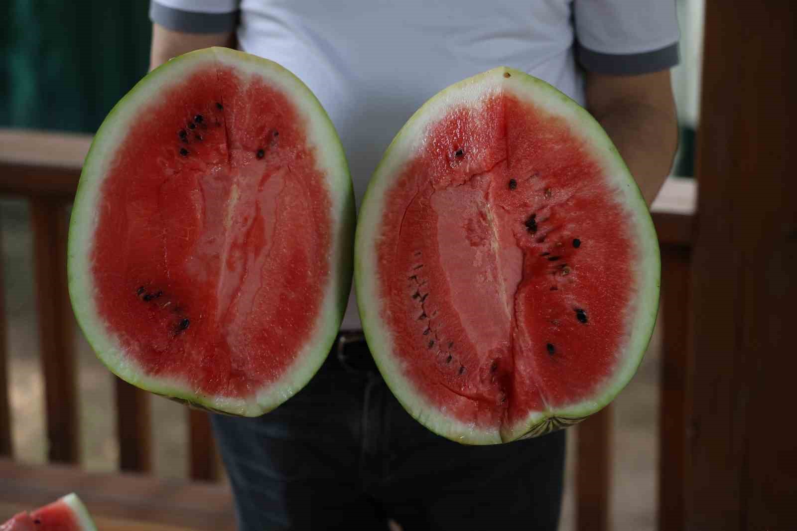 uzmanindan iyi karpuz nasil secilir tavsiyesi karpuza vurmak eskide kaldi 1 jTOyucLj