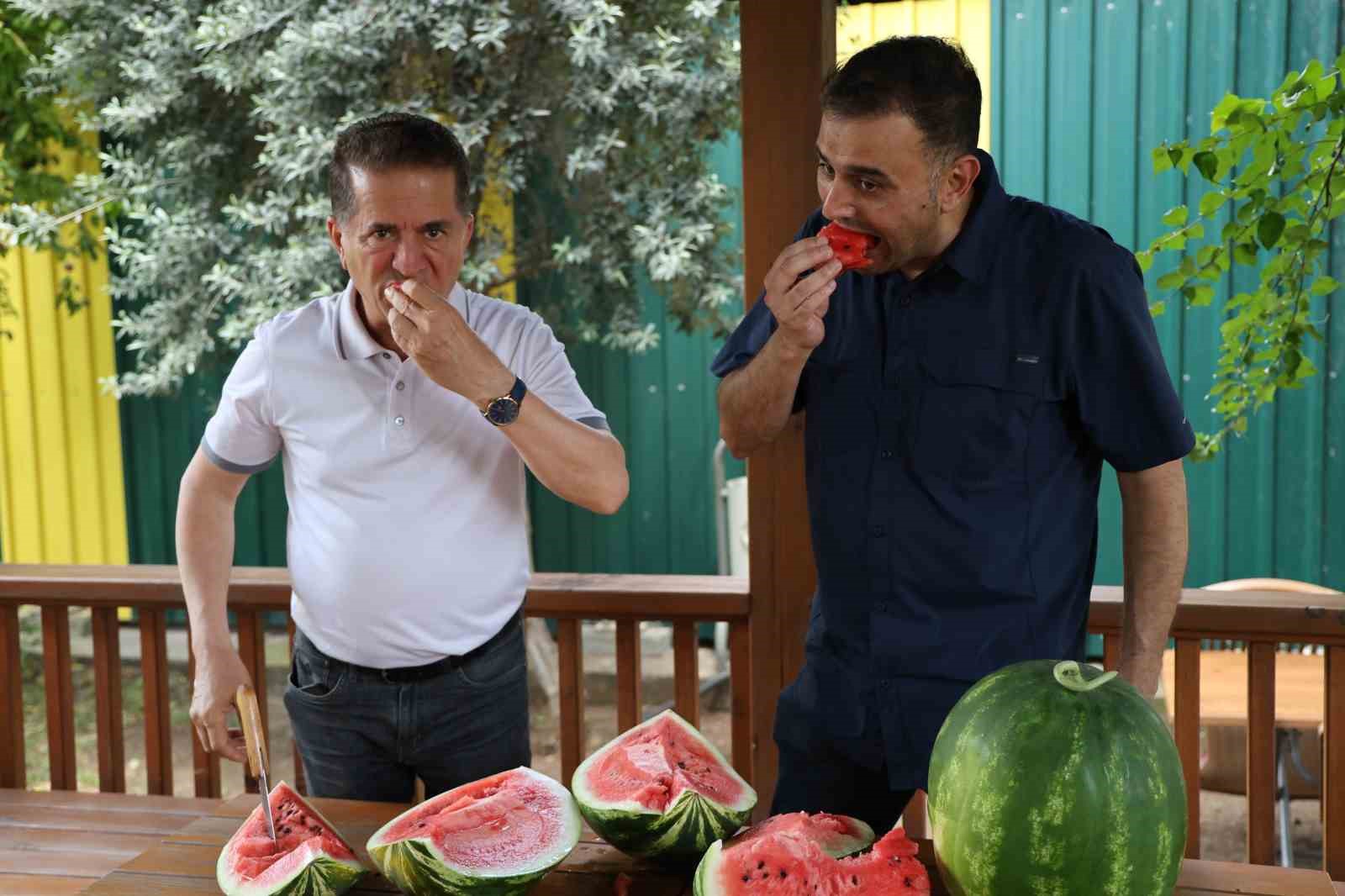 uzmanindan iyi karpuz nasil secilir tavsiyesi karpuza vurmak eskide kaldi 2