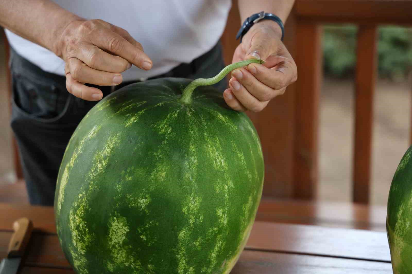 uzmanindan iyi karpuz nasil secilir tavsiyesi karpuza vurmak eskide kaldi 4 Iu3kQNR5