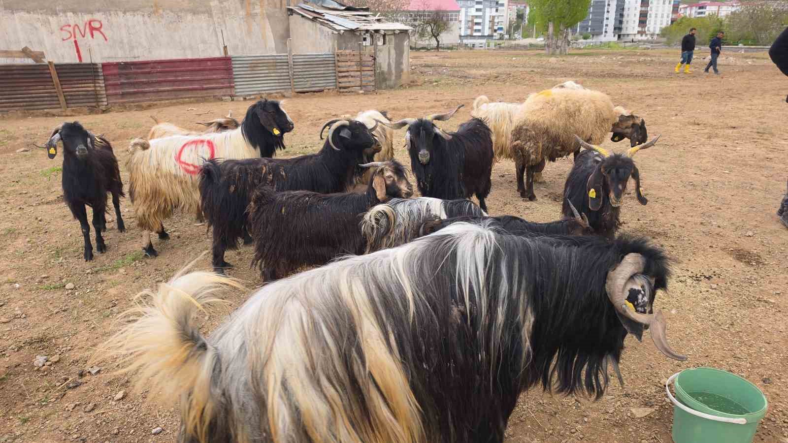 uzmanindan kurban bayrami oncesi uyarilar 2 XCGfUB7E