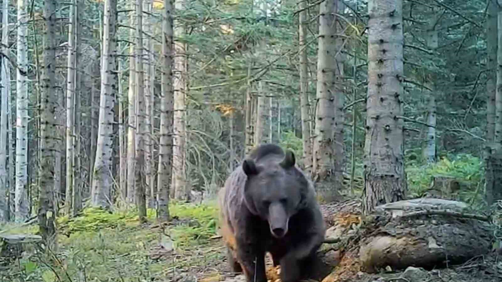 uzmanlar kis uykusuna yatmaya hazirlanan ayilar konusunda uyardi 0 NSjl7H9V