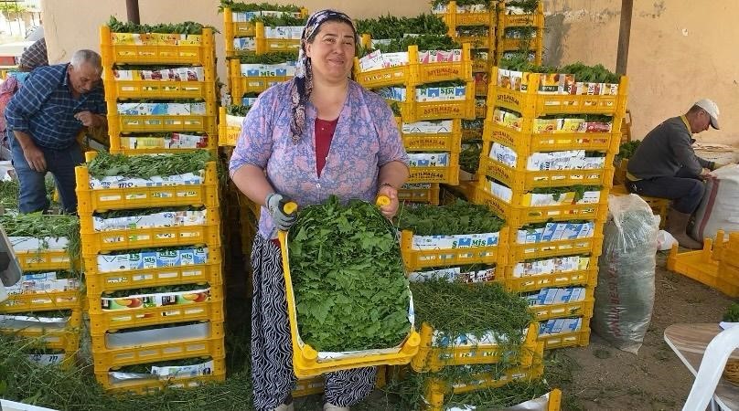 uzumden once yaprak kazandirdi 1 4PU9Gfz6