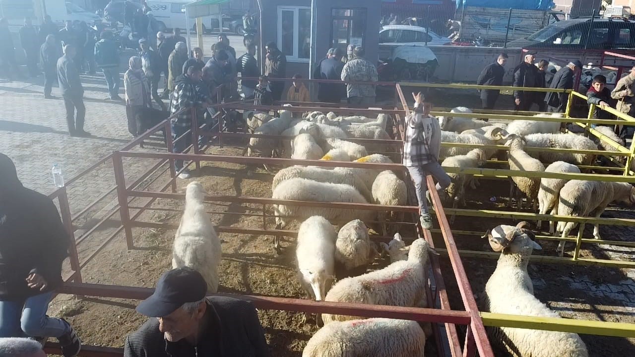 uzun suredir kapali olan canli hayvan pazari acildi 2