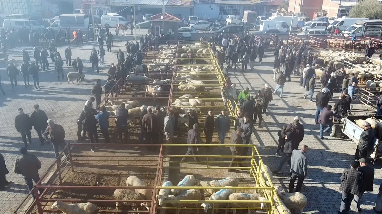 uzun suredir kapali olan canli hayvan pazari acildi 4 CnD7yaDc